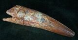 Huge Spinosaurus Tooth - Partial Root #13230-3